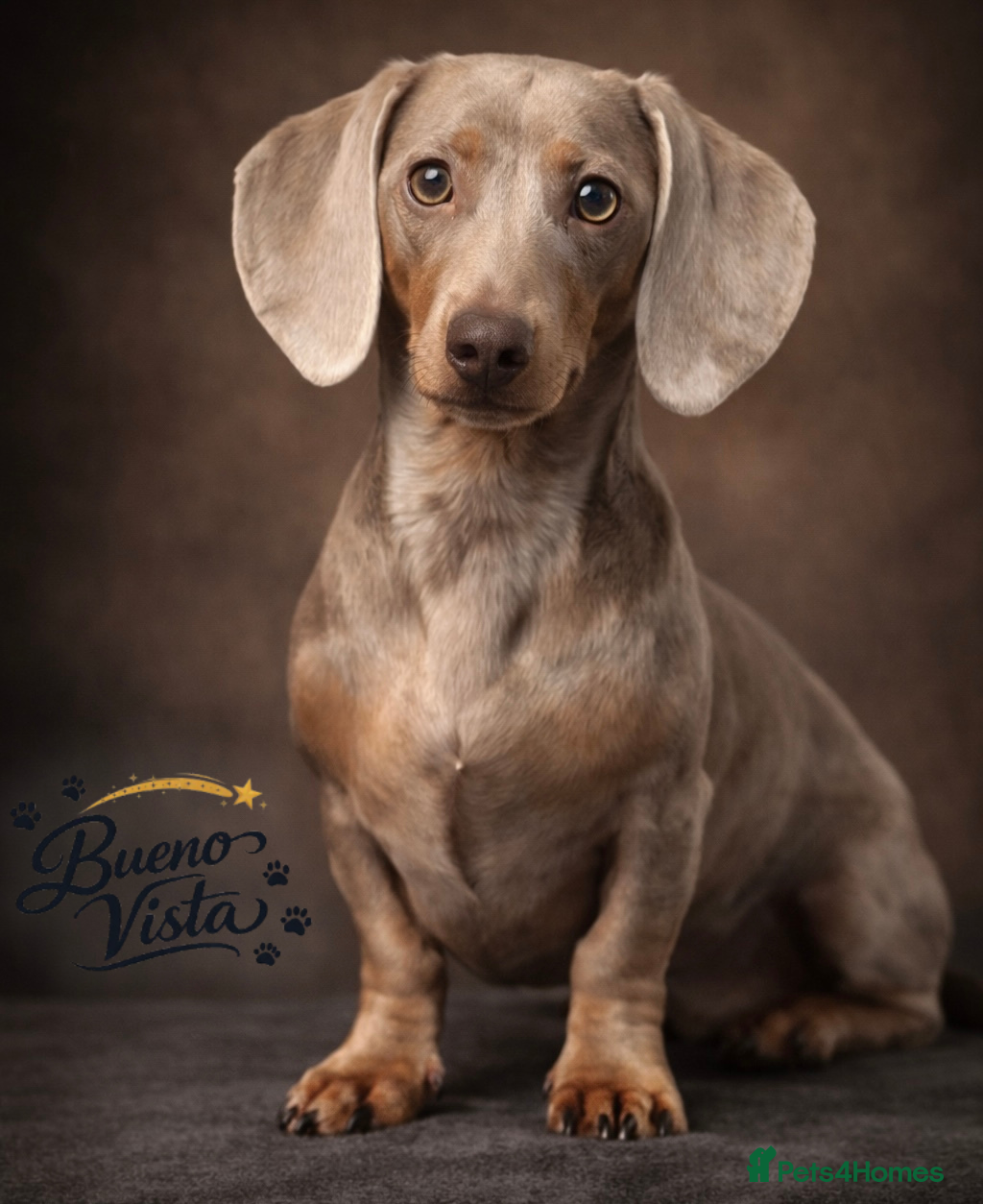 Miniature Dachshund dogs Isabella & Cream Dapple Miniature Dachshund Stud - Advert 1