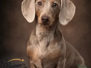 Miniature Dachshund dogs Isabella & Cream Dapple Miniature Dachshund Stud - Advert 1