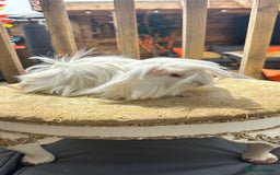 Guinea Pig rodents for sale: Swiss boar / Peruvian boar  in Wickford - Image 8