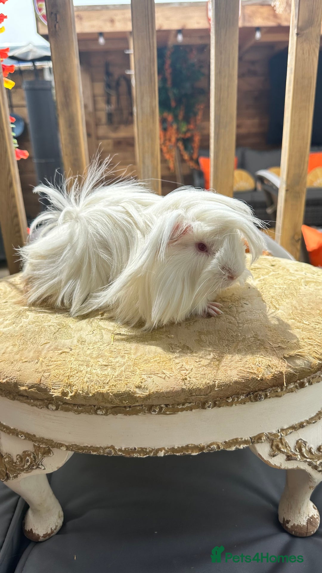 Guinea Pig rodents for sale: Swiss boar / Peruvian boar  in Wickford - Image 8