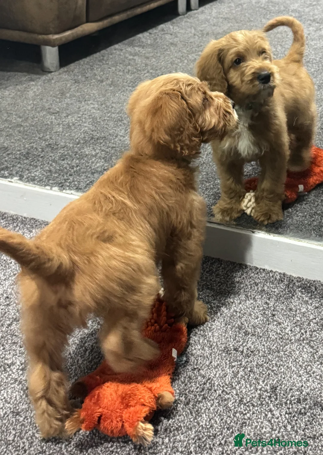 Australian Labradoodle dogs for sale: Multi-Gen Australian Labradoodle Puppies - Advert 17
