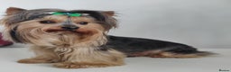 Yorkshire Terrier dogs for stud: Pedigree Yorkshire terrier for stud in Hull - Advert 16