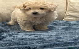 Maltipoo dogs for sale: 8 Week Maltipoo Puppy - Image 8