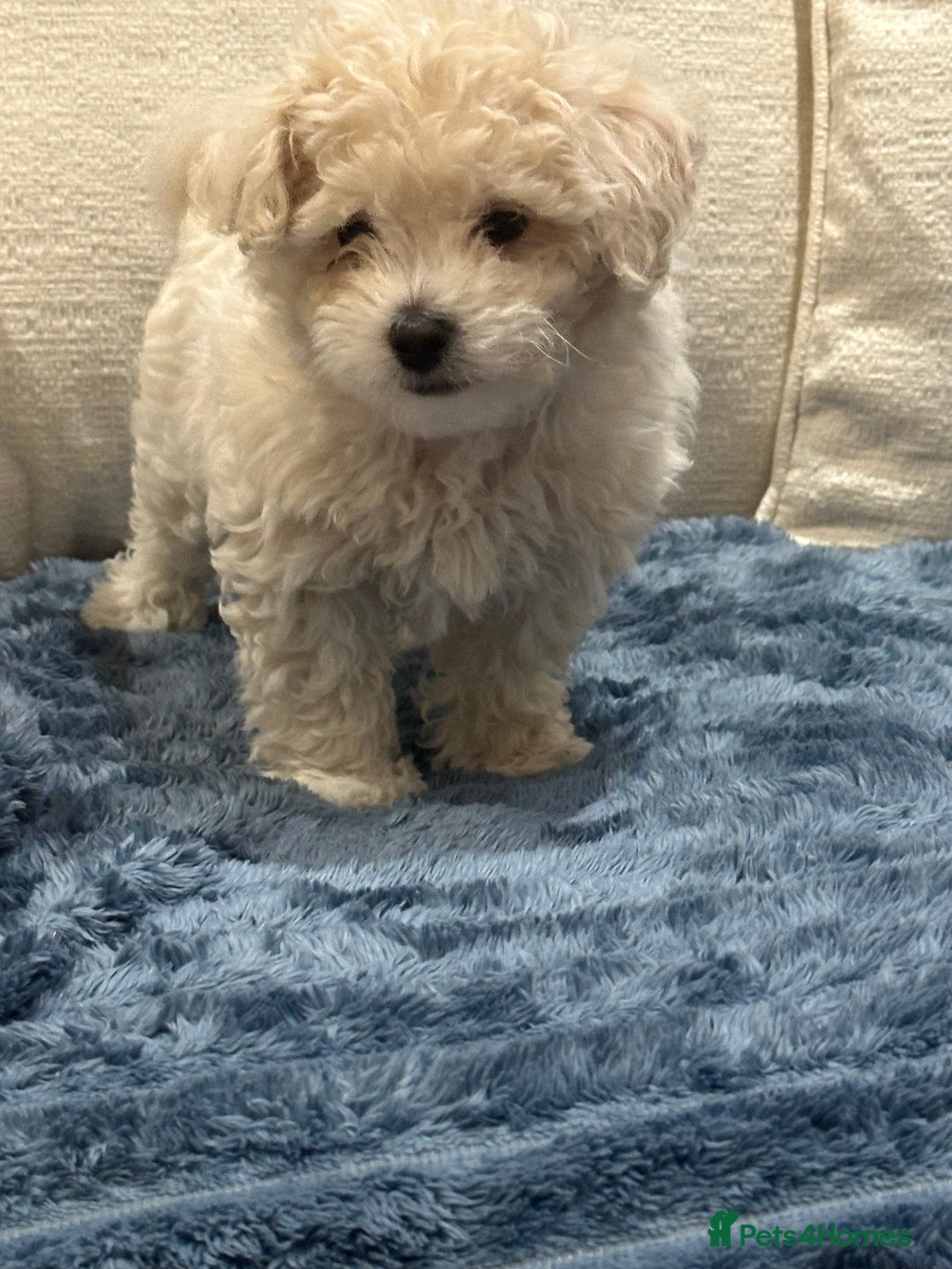 Maltipoo dogs for sale: 8 Week Maltipoo Puppy - Image 8