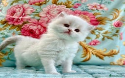 Ragdoll cats for sale: 1 boy 3 girls  - Image 1