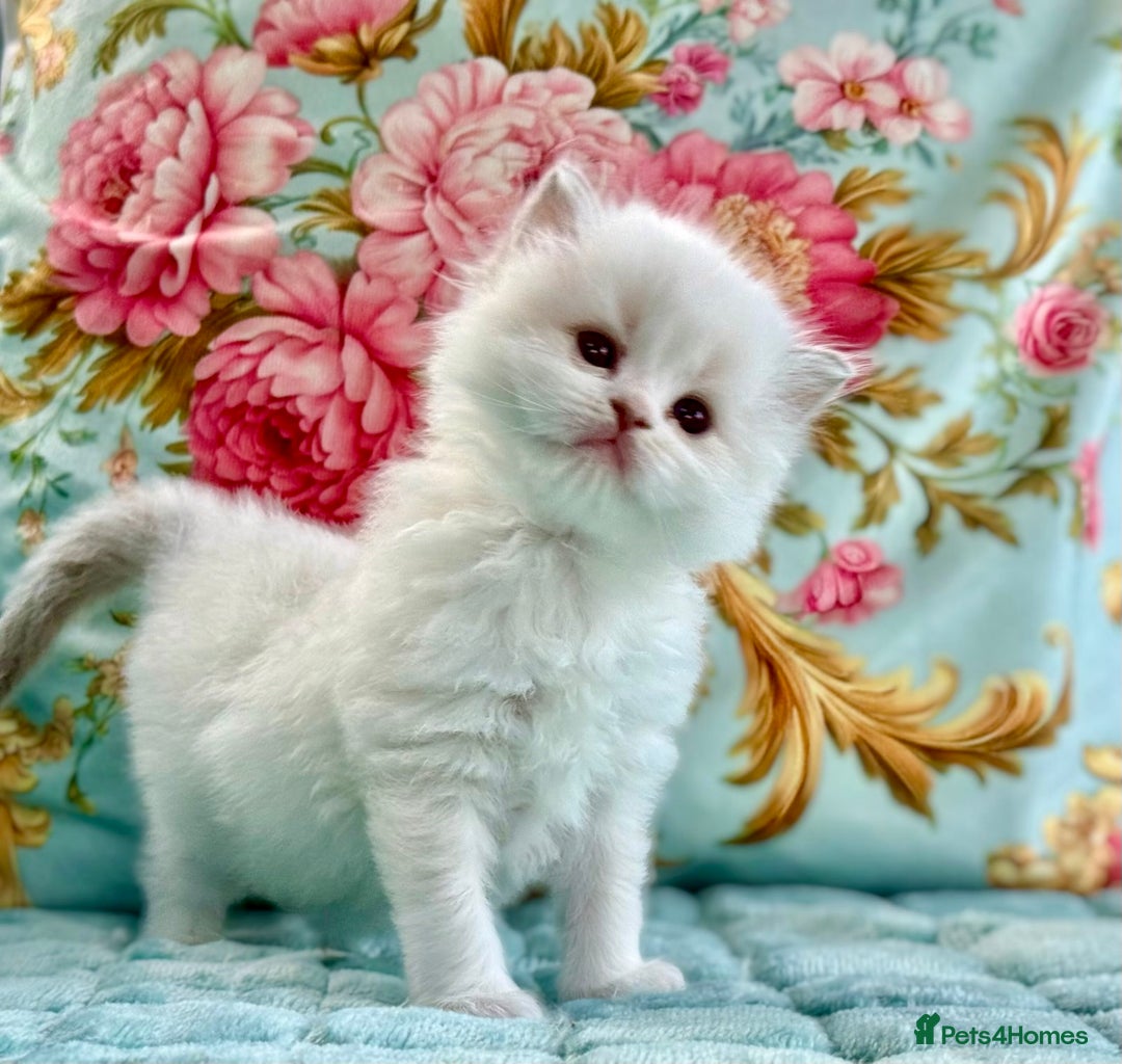 Ragdoll cats for sale: 1 boy 3 girls  - Image 1