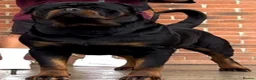 Rottweiler dogs for sale: 🤩 Elite Level XXL Rottweiler puppies 🤩 - Advert 21