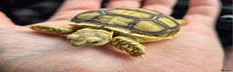 Tortoise reptiles for sale: 2 Sulcata tortoise - Advert 4