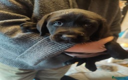 Labrador Retriever dogs for sale:  Vax, Chipped & KC reg black Labrador Puppies  - Image 19