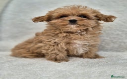 Maltipoo dogs for sale: Beautiful Teddy Bear Asian/Korean Maltipoo Puppy - Image 1