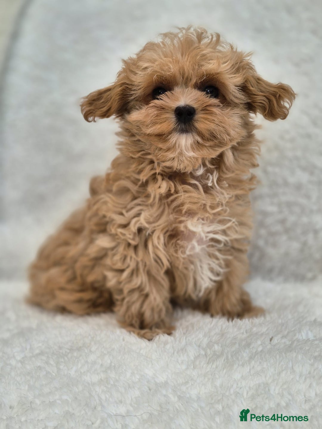 Maltipoo dogs for sale: Beautiful Teddy Bear Asian/Korean Maltipoo Puppy - Image 1