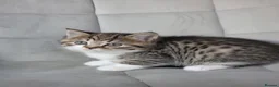 Scottish Fold cats for sale: Beautiful and healthy Scottish fold mixed - Advert 11