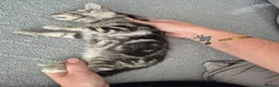 Mixed Breed cats for sale: Mixed bengal kittens - Advert 13