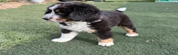 Bernedoodle dogs for sale: 2 gorgeous bernedoodle puppies available😍 - Advert 15