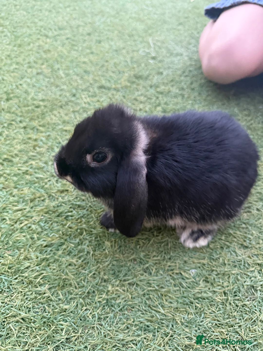 Mini Lop rabbits for sale: Mini lops ready for there new homes 🐰 - Advert 8