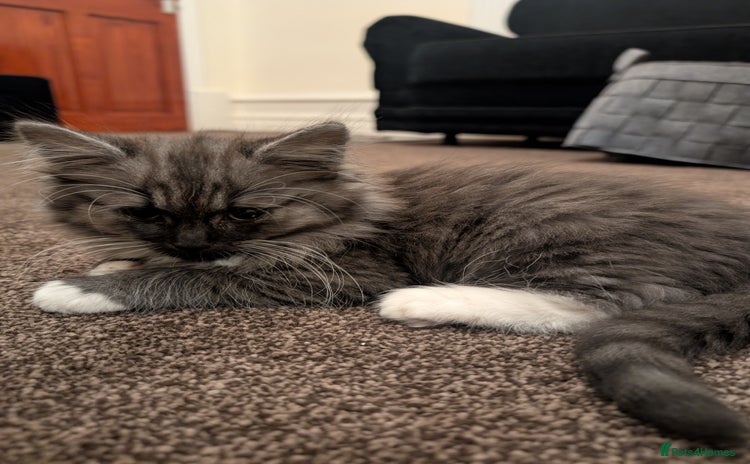 Persian cats - Advert 1