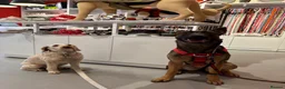 Mixed Breed dogs for sale: Security Dog for Sale  - Advert 18