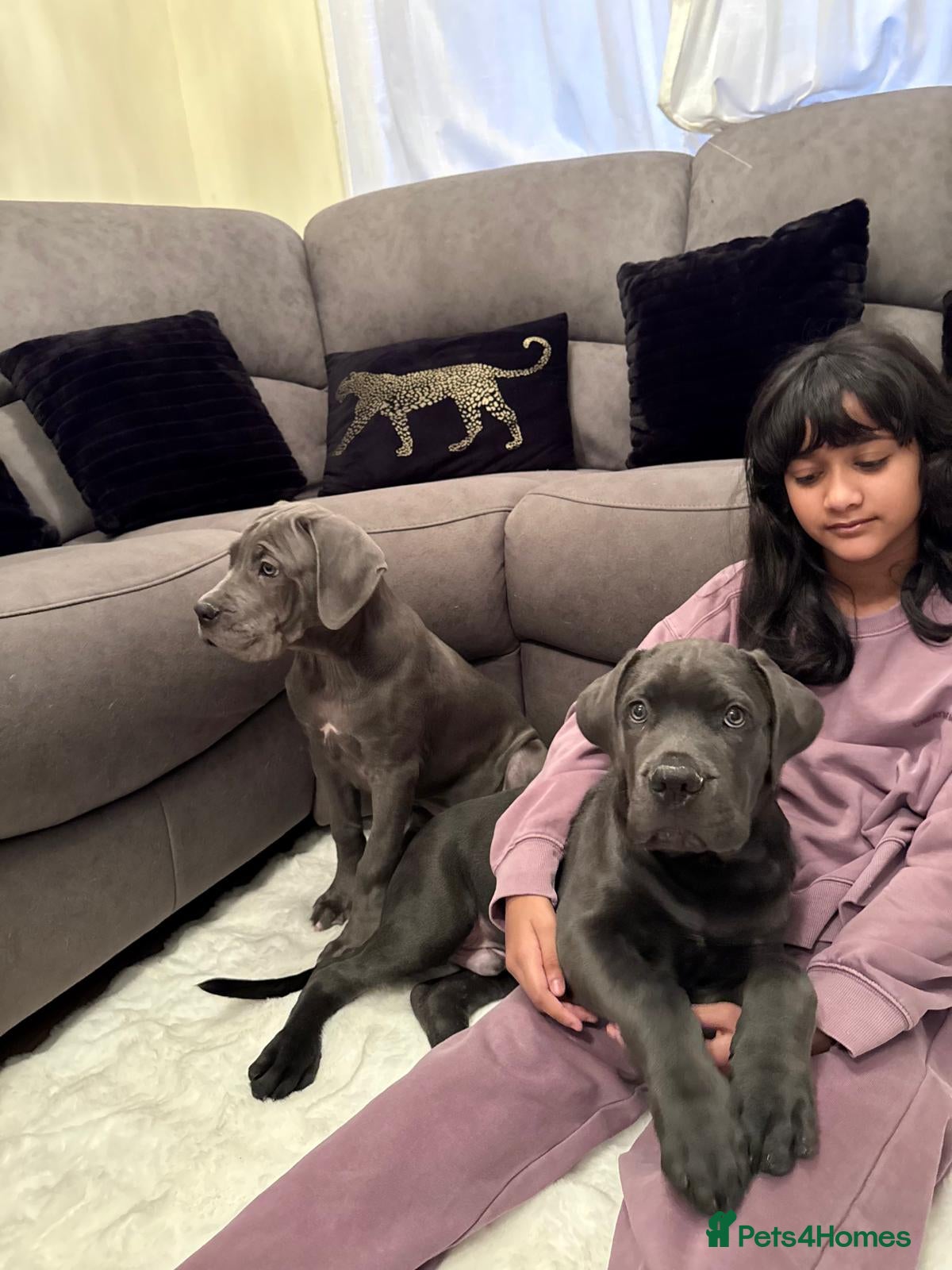 Mixed Breed dogs Last mastiff pups available  - Advert 5