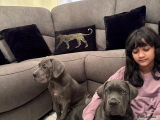 Mixed Breed dogs Last mastiff pups available - Advert 2