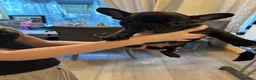 French Bulldog dogs for sale: French Bulldog puppies Ready 11th April - Advert 9