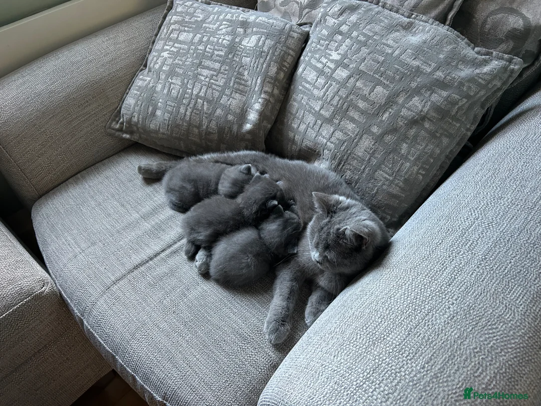 British Shorthair cats for sale: British short hairs  - Advert 2