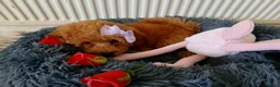 Miniature Poodle dogs for sale: Fox Red and Red puppies Boys and Girls available. - Advert 6