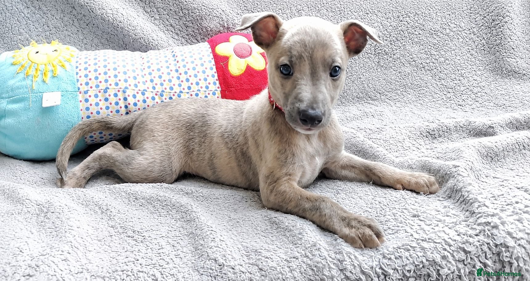 Whippet dogs KC Reg - true to type whippets - Advert 5
