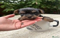 Yorkshire Terrier dogs for sale: Cute miniature Yorkshire terrier boys!  - Image 2