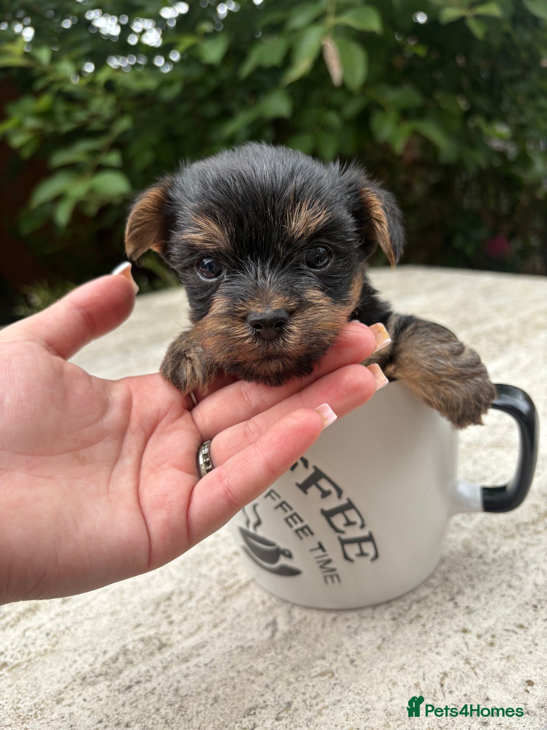 Yorkshire Terrier dogs for sale: Cute miniature Yorkshire terrier boys!  - Image 2