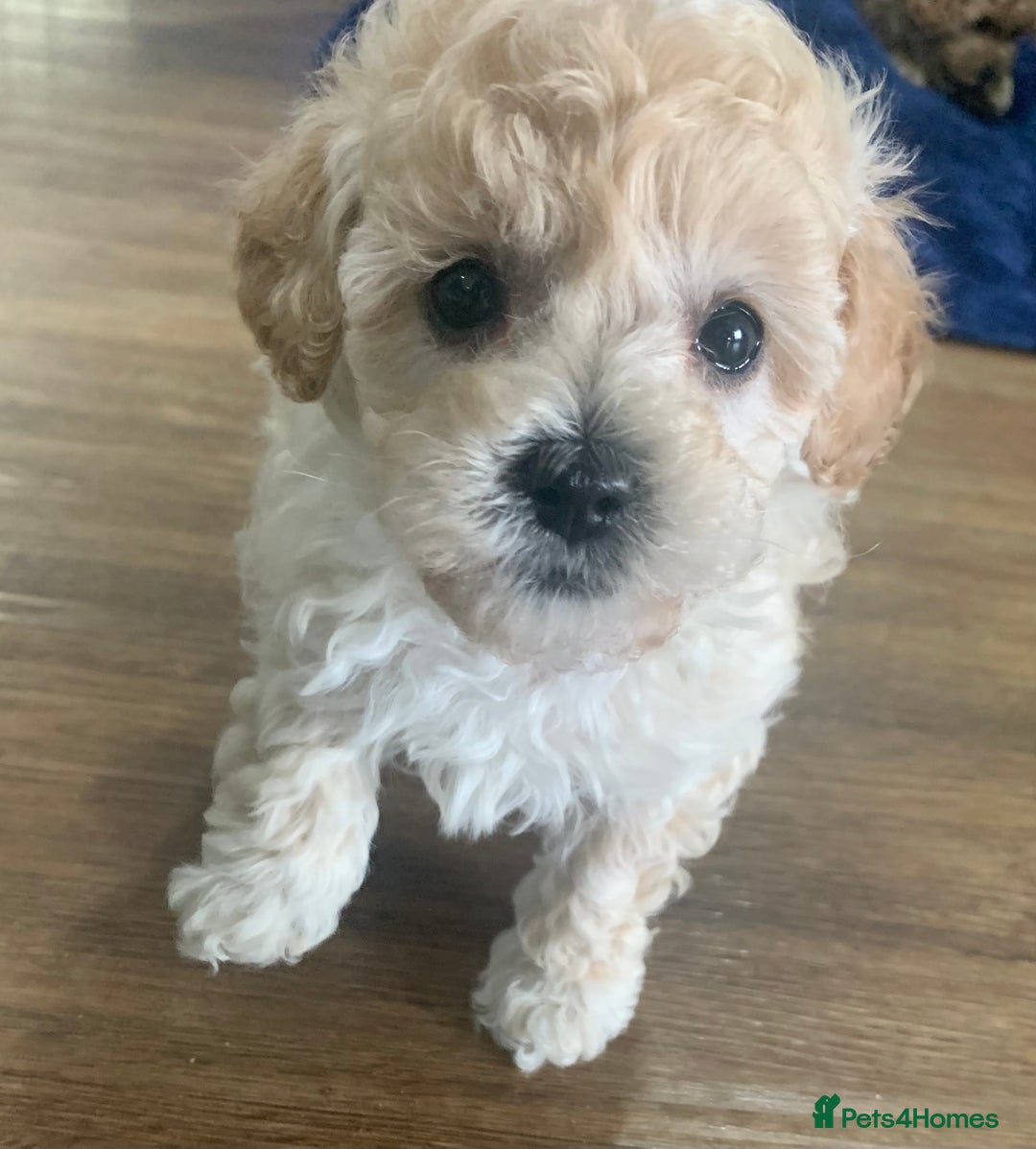 Maltipoo dogs for sale: Maltipoo puppies for sale  - Advert 2