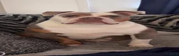Old Tyme Bulldog dogs for sale: Old tyme bulldogs  in Jarrow - Advert 1