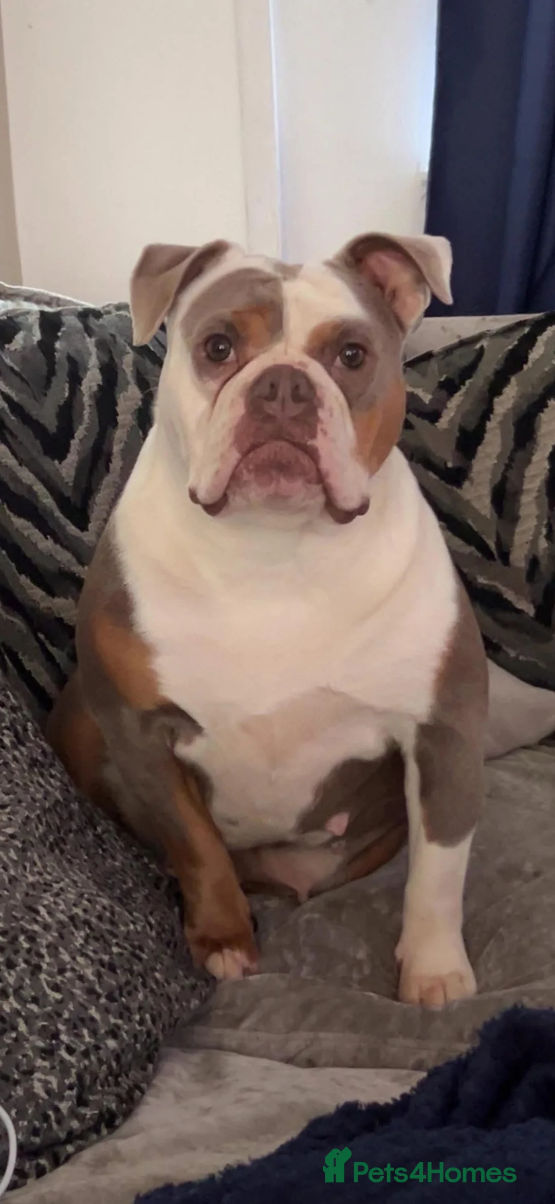 Old Tyme Bulldog dogs for sale: Old tyme bulldogs  in Jarrow - Advert 1