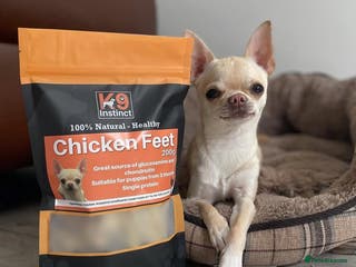 Chihuahua dogs STUD KC Registered Male Chihahua - Advert 1