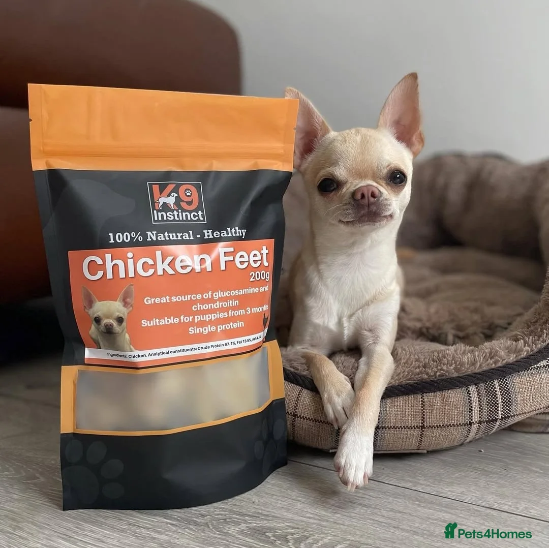 Chihuahua dogs for stud: STUD KC Registered Male Chihahua  - Advert 1