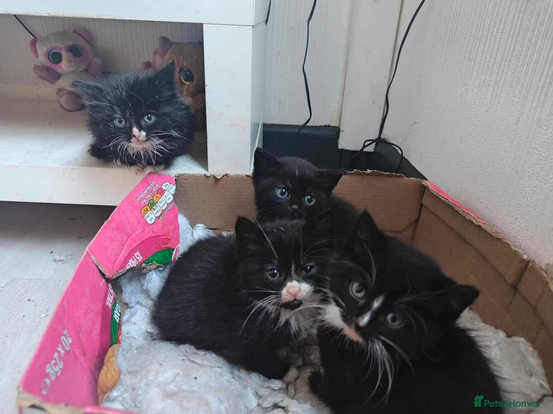 Domestic Shorthair cats for sale: 4 domestic kittens - Image 2