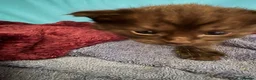 British Shorthair cats for sale: 2 female kittens - Available now!  - Advert 4