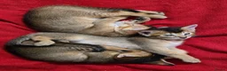 Mixed Breed cats for sale: Unique Abyssinian*Savannah Mix- Not to Miss - Advert 12