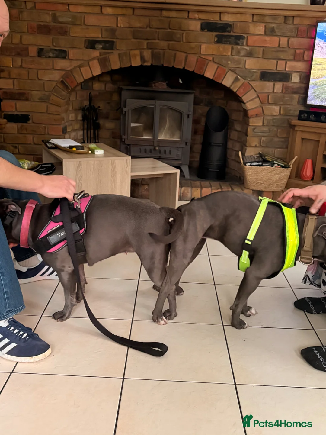 Staffordshire Bull Terrier dogs for sale: Litter of 6 Blue Staffordshire Bull Terriers - Advert 2