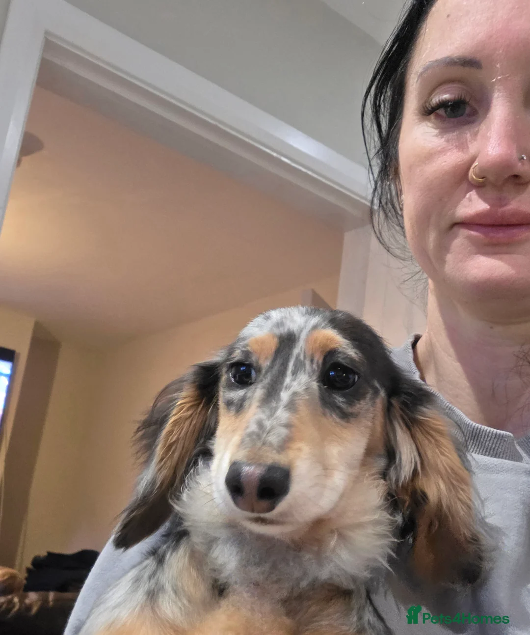 Miniature Dachshund dogs for sale: KC Registered dapple longcoat minature Dachshund  - Advert 6