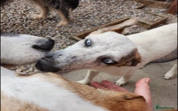 Mixed Breed dogs for adoption: Enzo 10 months old  - Image 3
