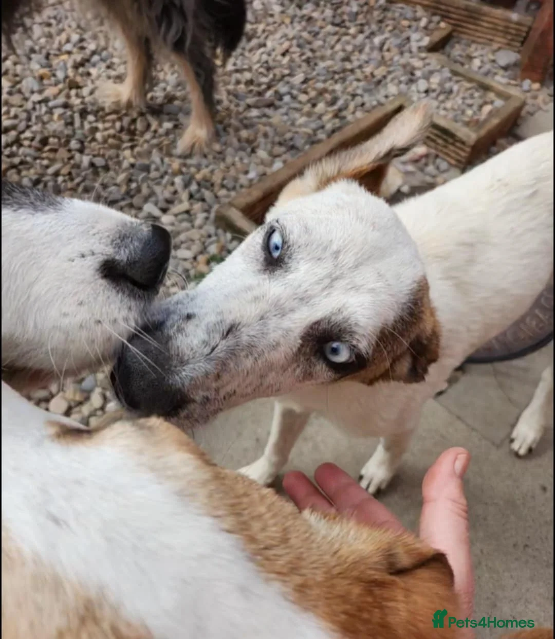 Mixed Breed dogs for adoption: Enzo 10 months old  - Advert 3