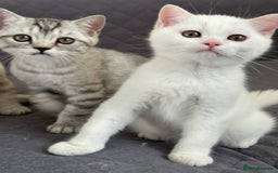 British Shorthair cats for sale: Stunning British Shorthair Kittens & adule cat - Image 5