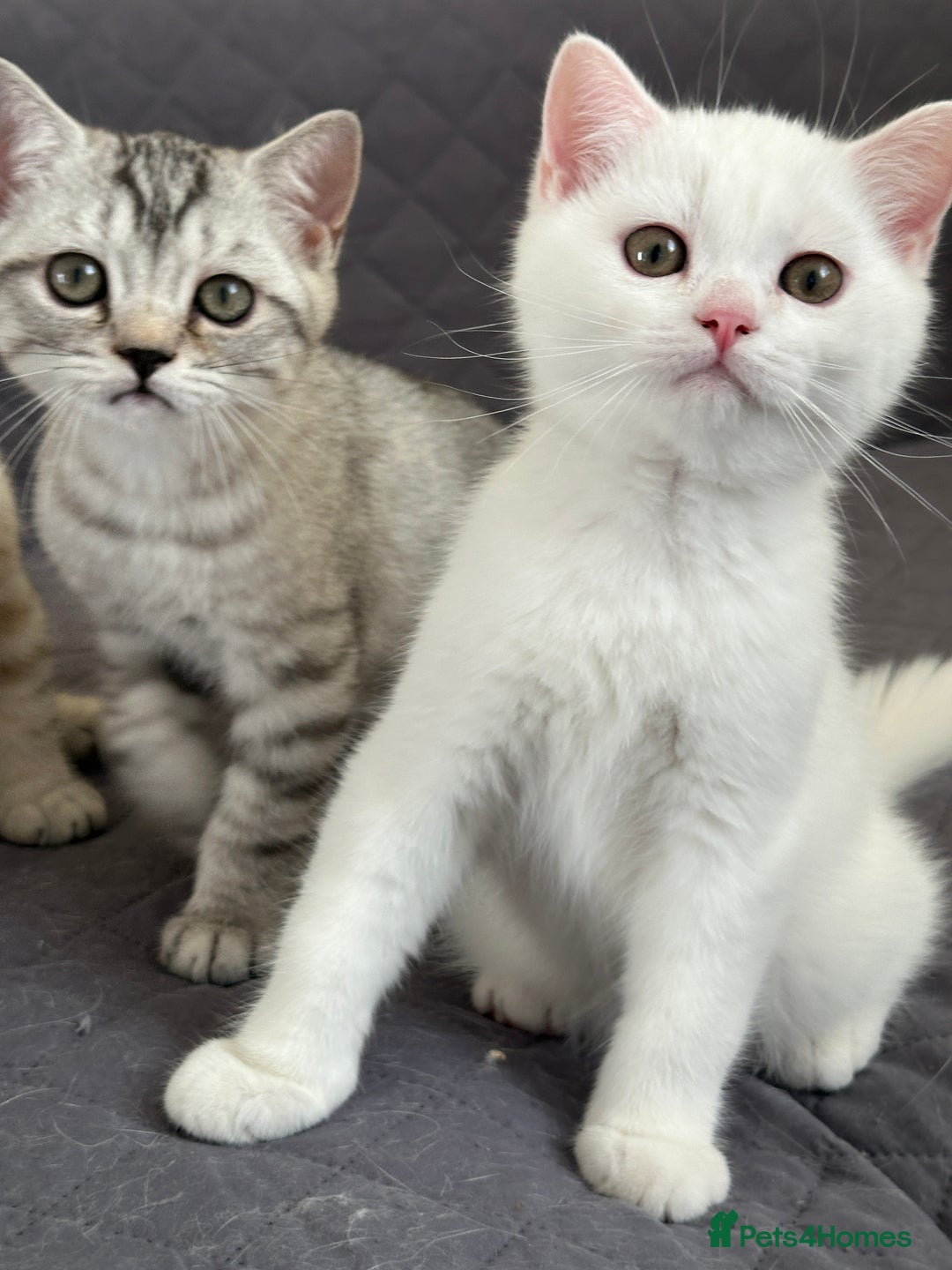 British Shorthair cats for sale: Stunning British Shorthair Kittens & adule cat - Image 5