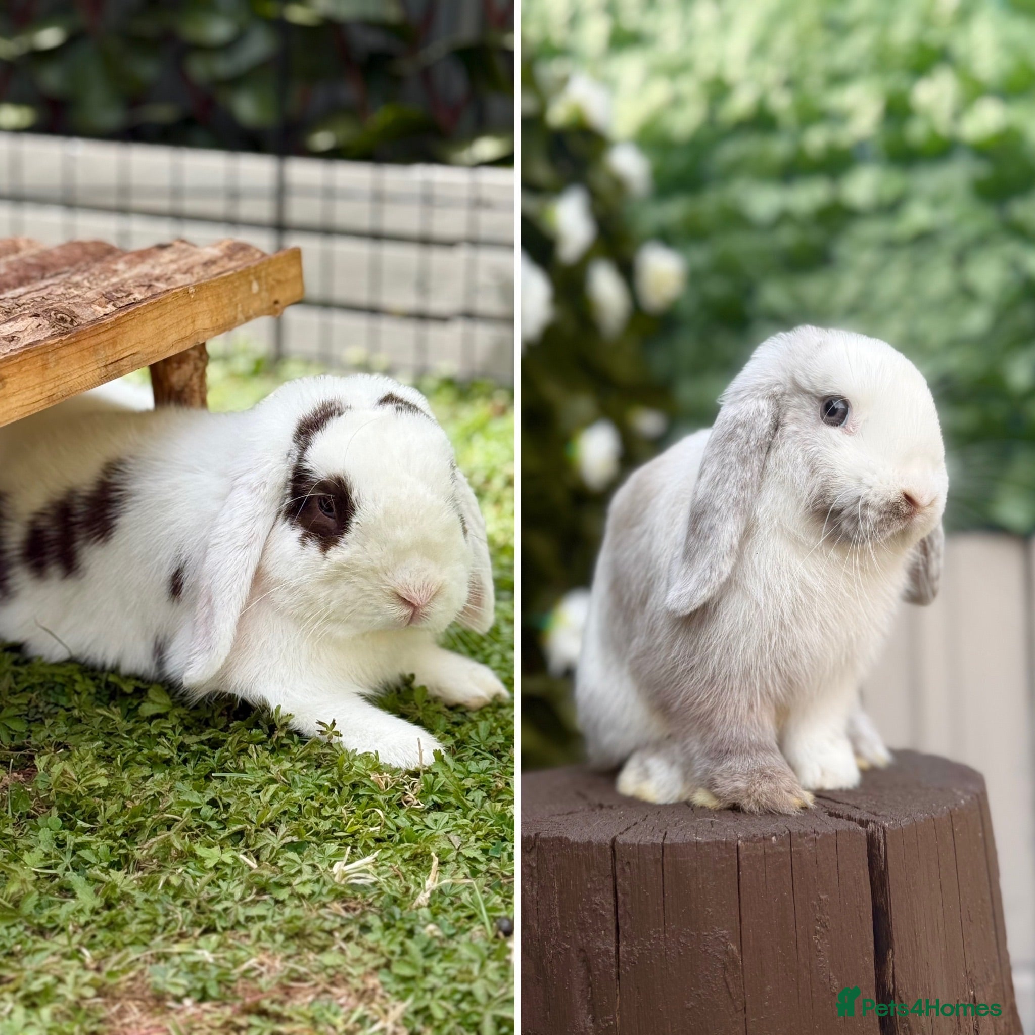 Mini Lop rabbits Two Mini Lops - Male & Female SEPARATELY  - Advert 16