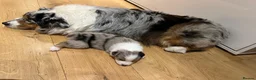 Australian Shepherd dogs for sale: Australian Shepherd Puppies - Advert 25