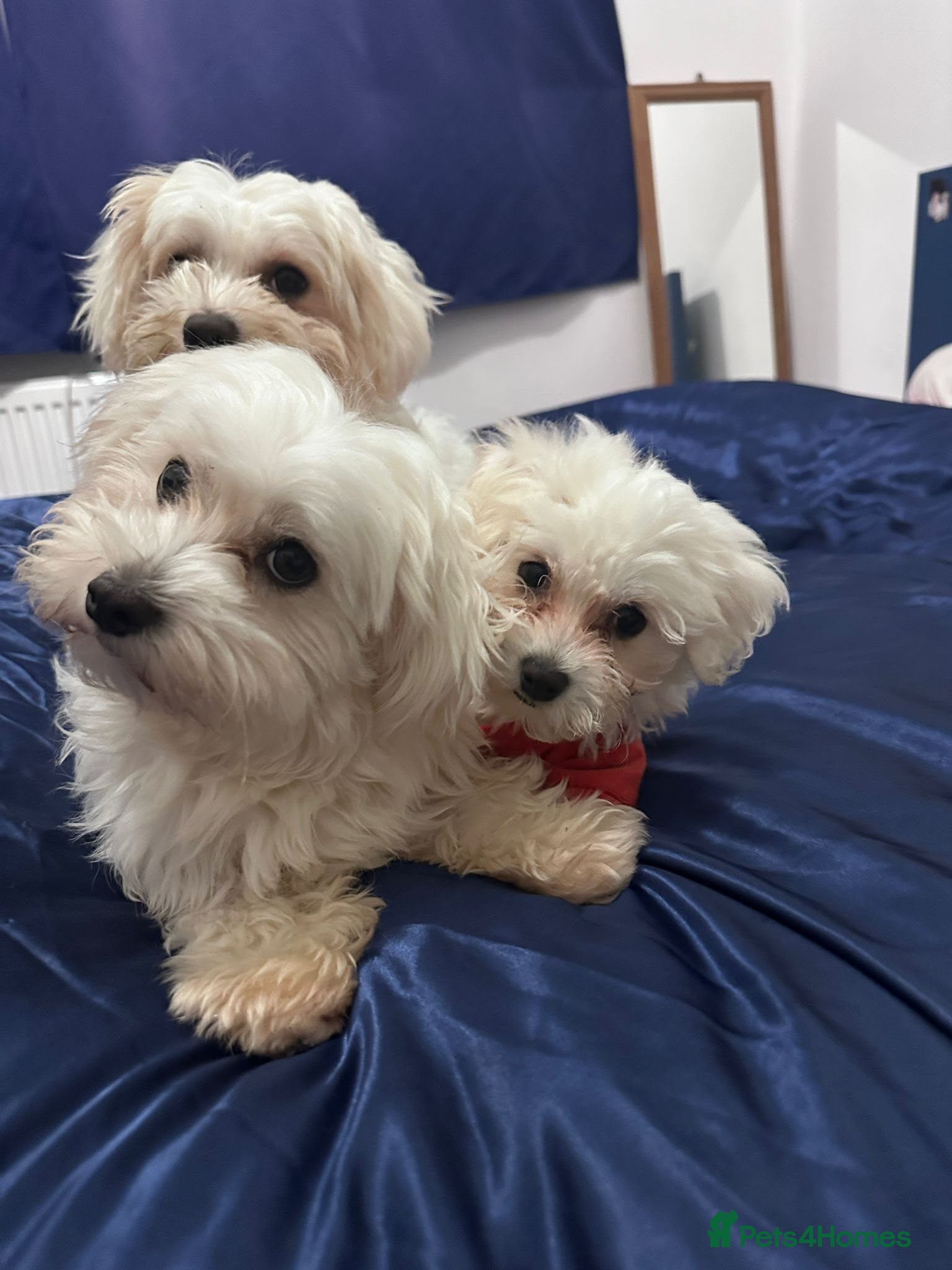 Bichon Frise dogs Bichon Maltese - Advert 1