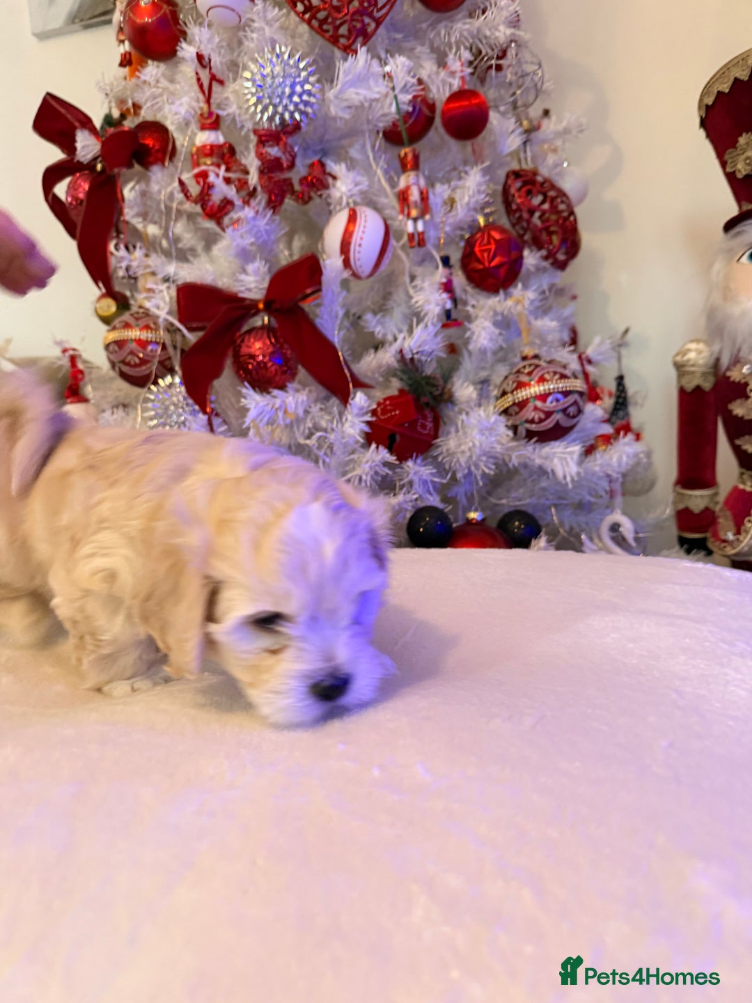 Mixed Breed dogs for sale: Malticavapoo - Advert 8