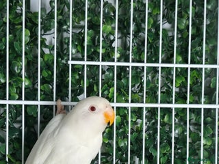 Lovebirds birds Mutation Lovebirds for Sale - Advert 1