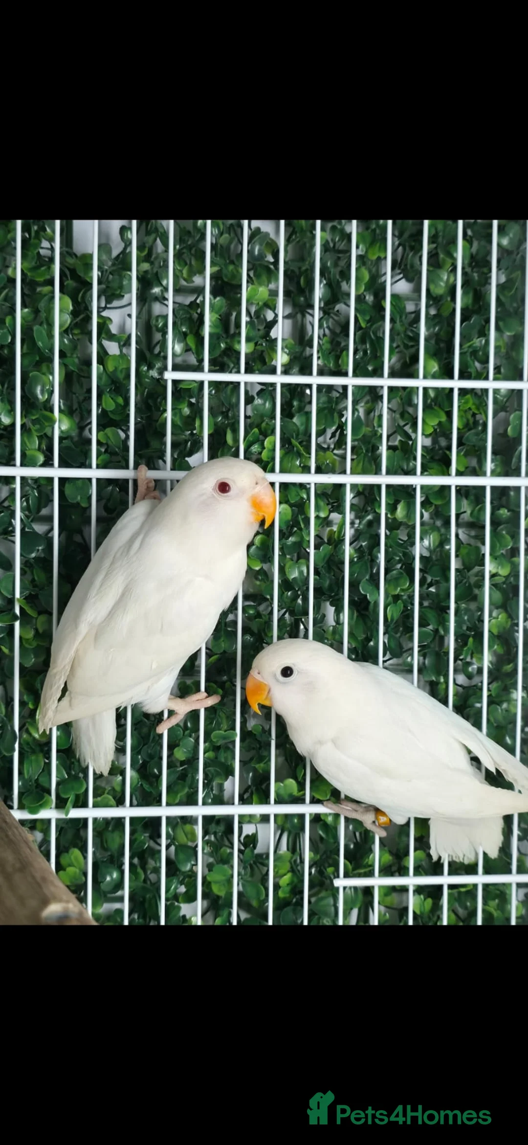 Lovebirds birds for sale: Mutation Lovebirds for Sale - Advert 1