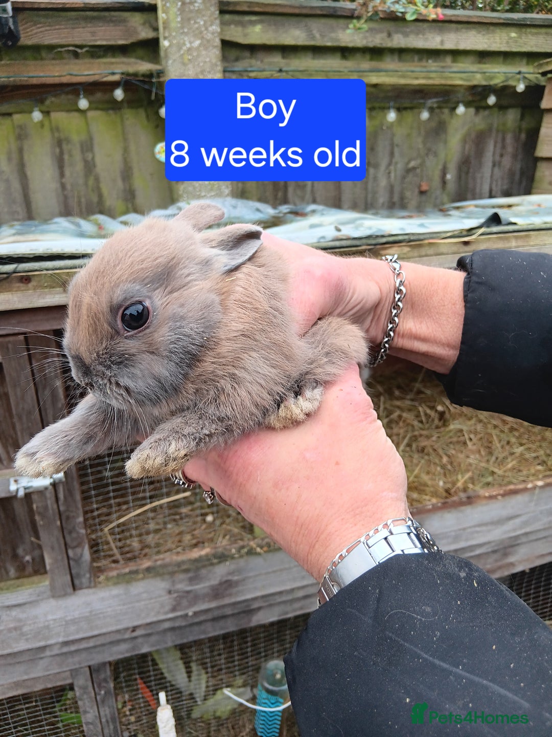 Netherland Dwarf rabbits for sale: Netherlands dwarf rabbits  - Advert 7